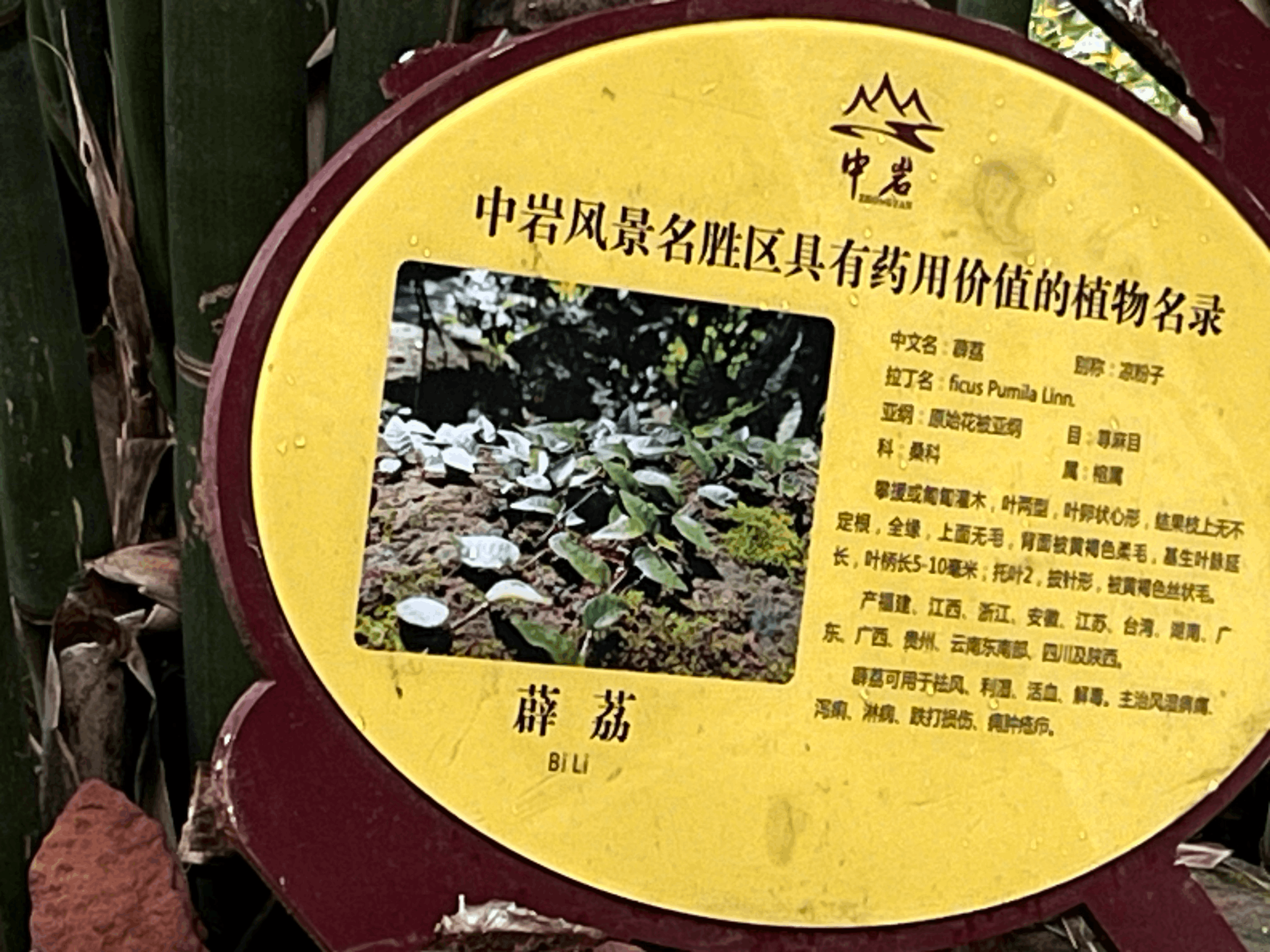 爬山偶遇 Billie